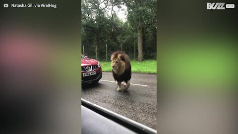 Lion frightens vehicle passengers on safari