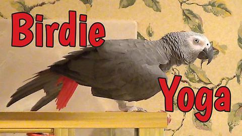 Flexible parrot demonstrates birdie yoga moves