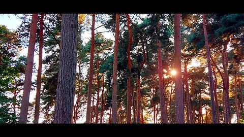 Late Summer in Harlestone Firs 6