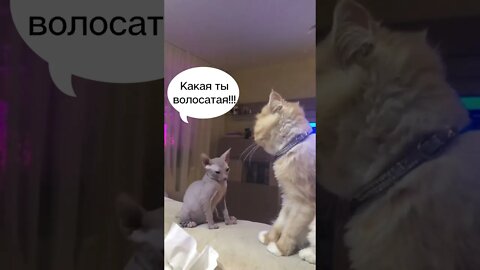 #shorts Смешные Коты Из Тик Тока 112 Funny Cats From Tiktok