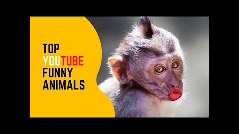 🦝 TRY NOT TO LAUGH - 🐶 Funny and Cute Animal Videos Compilation 2020 🐱