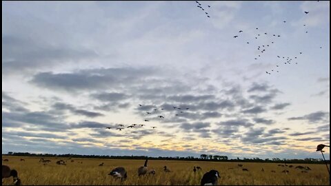 EPIC 96 Bird Mix-bag Waterfowl Hunt, Western Manitoba, Canada