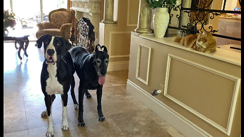 Great Dane Discovers She Can't Sit & Sass The Cat At The Same Time