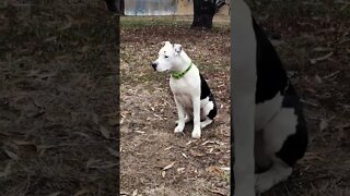 #nero #amstaff #foryou #shorts #trending #autumn #peisaj #nature #viralvideo #fy