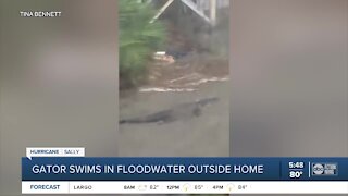 Large alligator spotted swimming in floodwater outside home