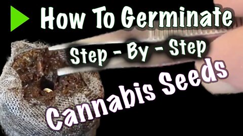 How to Germinate Cannabis Seeds in Jiffy Peat Pellets - Step by Step
