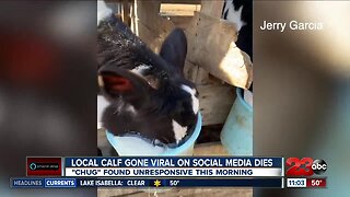 Local calf gone viral on social media dies