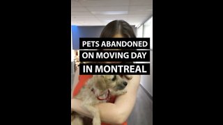 Record Number of Pets Abandoned in Montreal on Moving Day
