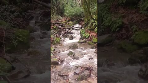 Stevens Creek Branch B after recent storms