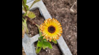 Heirloom Calendula Flowers