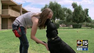 Dog bites young girl on Southwest Flight