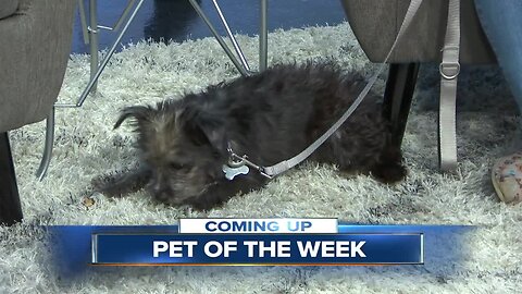 Pet of the Week: Terrier-mix Gus Gus