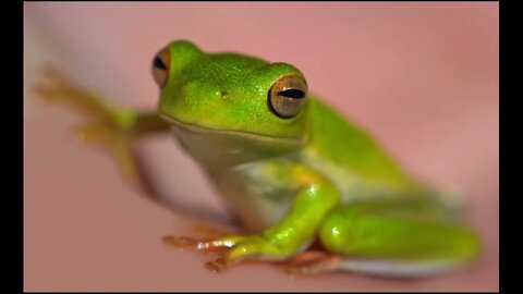 The Most Amazingly Beautiful Frogs Full HD