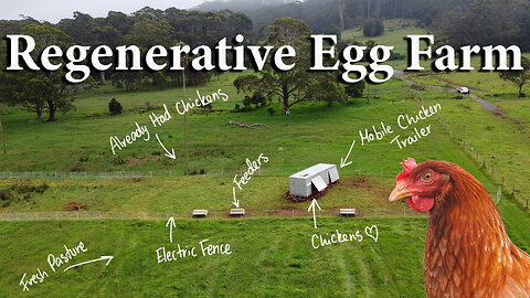 Australian Pasture Raised Eggs - Everything You Need to Know