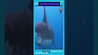 12 - 13 القرش النمر قاتل السائح الروسي