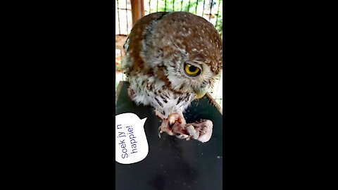 Pearl Spotted Owl Gizmo Feeding time.