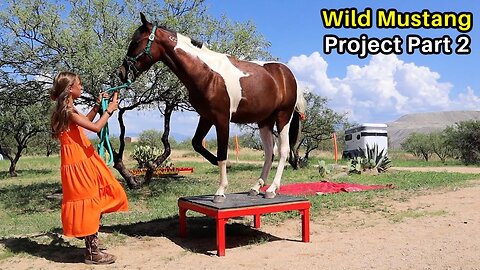 Marleys Wild Mustang Project Pt 2 - Mustang Heritage Youth TIP Challenge