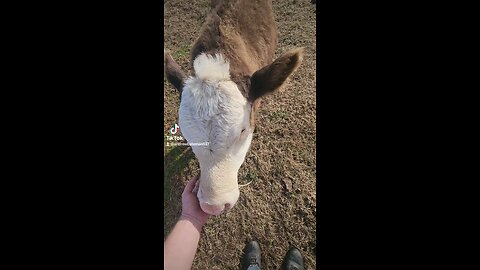 Heifer being petted.