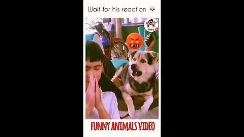 🐾🤣 Animal Antics: The Funniest Pets on the Planet! 😆 Part 3