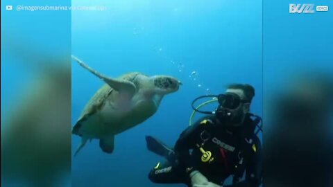 Une tortue tente de gober les bulles d'air d'un plongeur