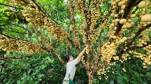 Harvesting Burmese Grape and Making Preservative Syrup Planting new trees in the garden