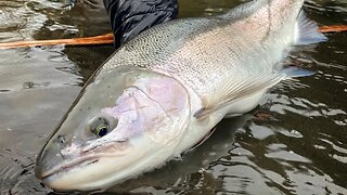 Early Season Steelhead Tactics and Prep