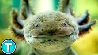 Axolotl Facts: Popular Pet? Critically Endangered? | World's Weirdest Animals