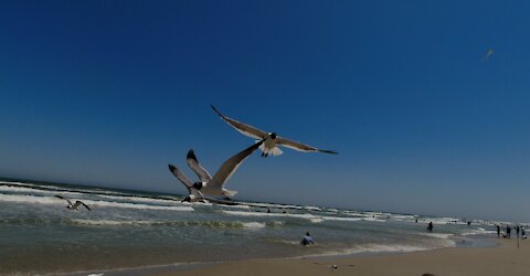 Chasing Seagulls on the Beach at Port Aransas on the Texas Gulf Coast