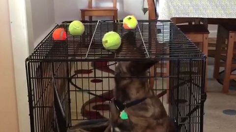 Dog Overthinks A Simple Problem