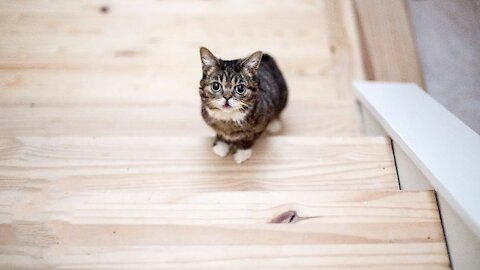 Adorable Baby Kittens Climbing Stairs - Way Too Cute.