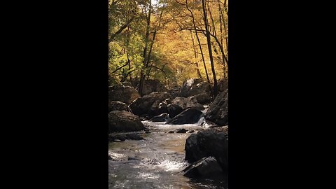 Amazing Rocky river sound | forest Relaxation