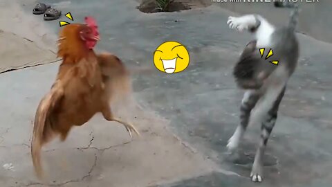 Chicken VS Dog and Cat Fights - Funny Fights Video