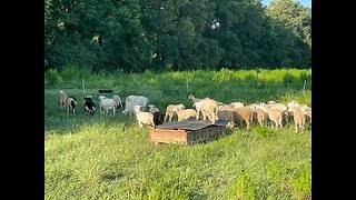 Hot wire trained St Croix/Katahdin cross, parasite resistant sheep flock to be auctioned.