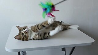 Funny Cat Is too Lazy to Get up and Play