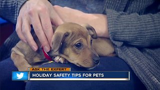 Ask the Expert: Holiday pet safety tips