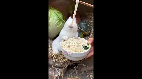 little pet rabbit eat noodles with taste