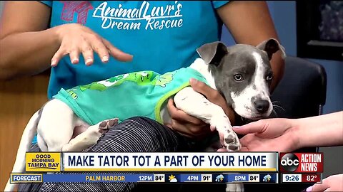 Rescues in Action Aug. 24 | Tater Tot