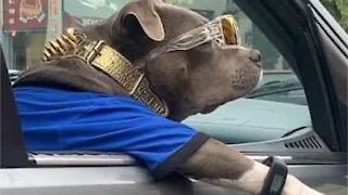 Pitbull com muito estilo é flagrado em janela de carro