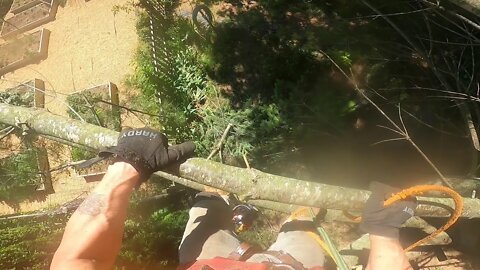 Limb walking on a pine