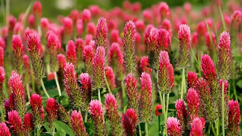 Red clover (Trifolium pratense) Flowers