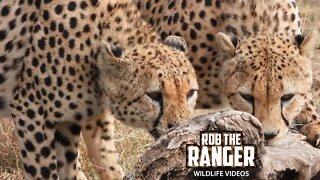 Cheetah Coalition Patrol Territory And Chase Zebra | Maasai Mara Safari | Zebra Plains