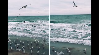 Amazing views of the winter sea and the singing of seagulls🌊