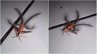 Horror moth looks like an alien