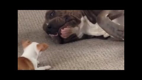 Pit Bull Plays Around With Tiny Puppy