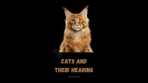 Sounds that attract cats - Meow to make cats come to you