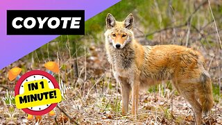 Coyote - In 1 Minute! 🦊 A Wild Dog You Didn't Know Existed | 1 Minute Animals