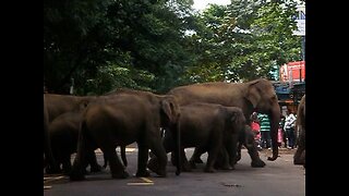 Elephant Orphanage