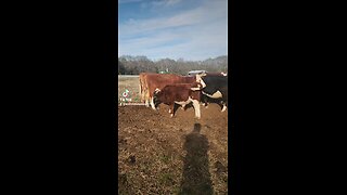 Hungry bull calf.