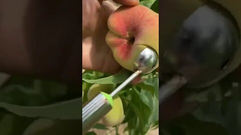 ASMR scooping peach