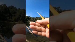 catching a bass on a #31 barbless hook. #legendaryfishing #bassfishing